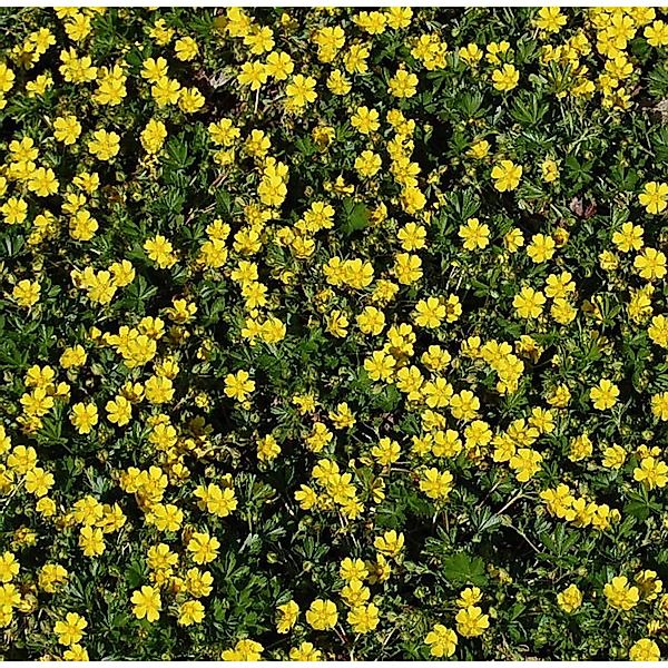 Frühlingsfingerkraut - Potentilla neumanniana günstig online kaufen