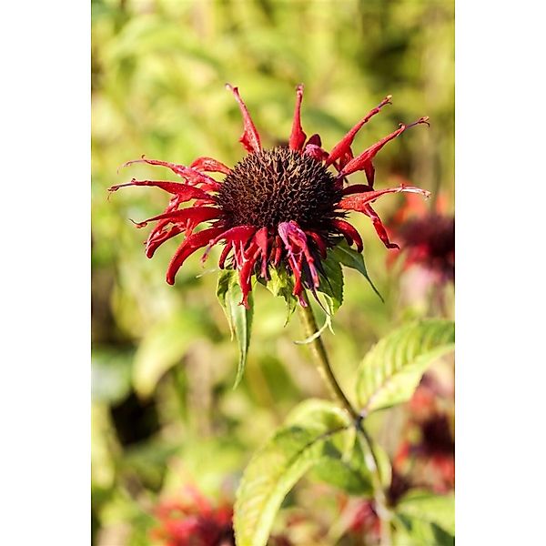 Monarda Didyma Squaw Indianernessel Ca. 11x11 cm Topf günstig online kaufen