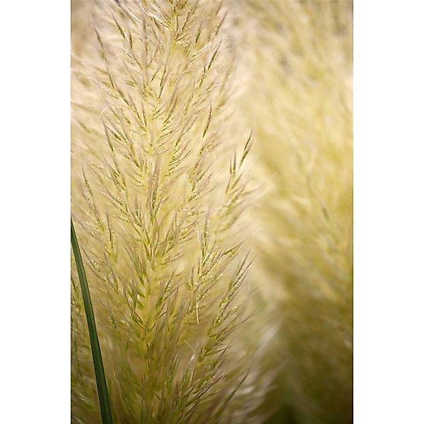 Cortaderia Selloana Evita Pampasgras Kompakt 3-5 Liter Container günstig online kaufen