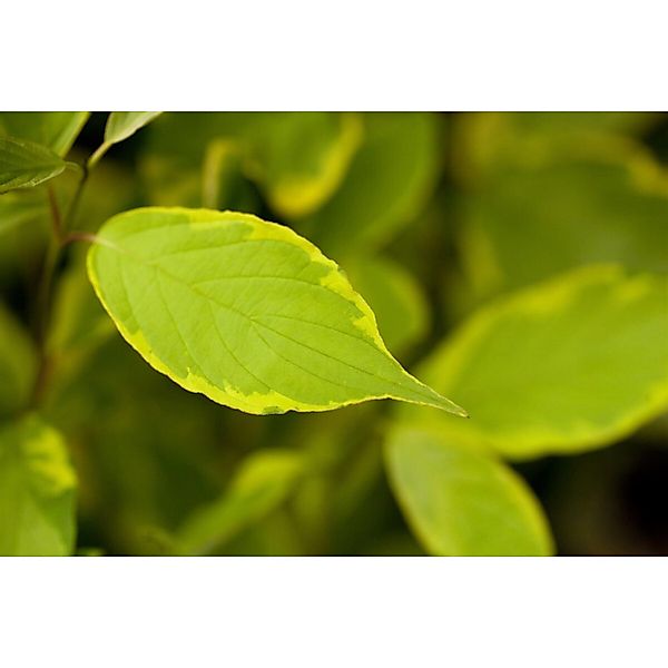 Cornus Alba Spaethii Hartriegel Gelb-Grün 125–150 cm günstig online kaufen