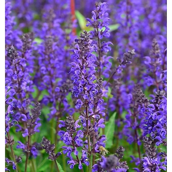 Salbei Viola Klose - Salvia nemorosa günstig online kaufen