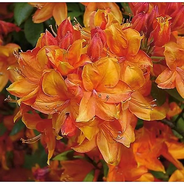 Azalee Golden Eagle 50-60cm - Rhododendron,uteum - Alpenrose günstig online kaufen