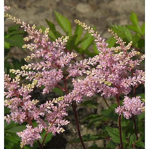 Prachtspiere Peach Blossom - Astilbe japonica günstig online kaufen