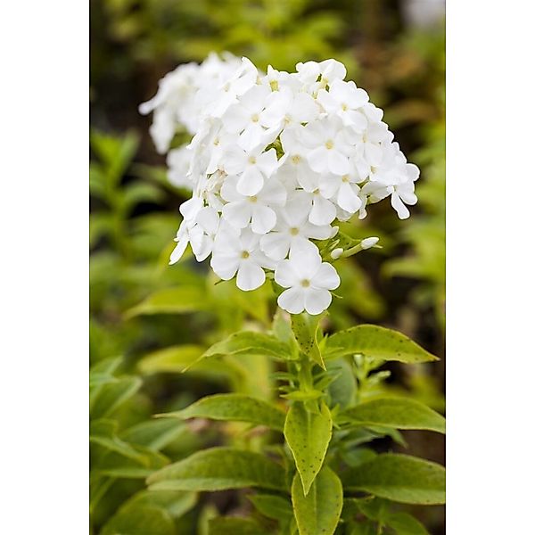 Phlox Paniculata Fujiyama Hoher Sommerphlox Ca. 11x11 cm Topf günstig online kaufen