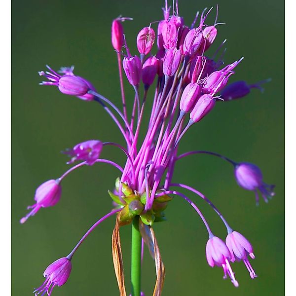 Gekielter Lauch - Allium carinatum günstig online kaufen