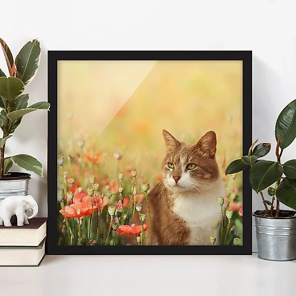 Bild mit Rahmen Blumen - Quadrat Katze im Mohnfeld günstig online kaufen
