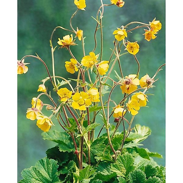 Geum Urbanum Echte Nelkenwurz Ca. 9x9 cm Topf günstig online kaufen
