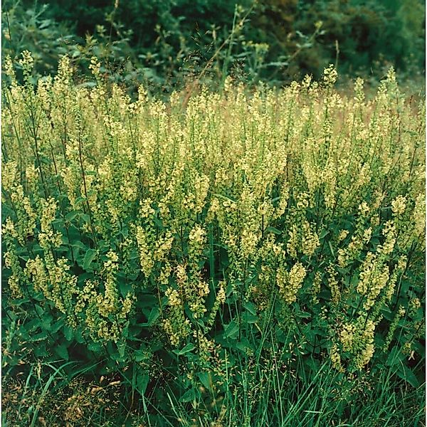 Teucrium Scorodonia Edel-Gamander Ca. 9x9 cm Topf günstig online kaufen