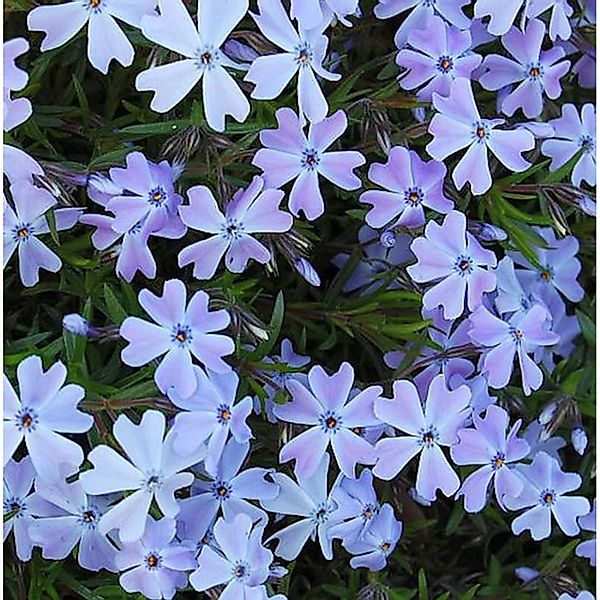 Teppich Phlox Emerald Cushion Blue - Phlox subulata günstig online kaufen