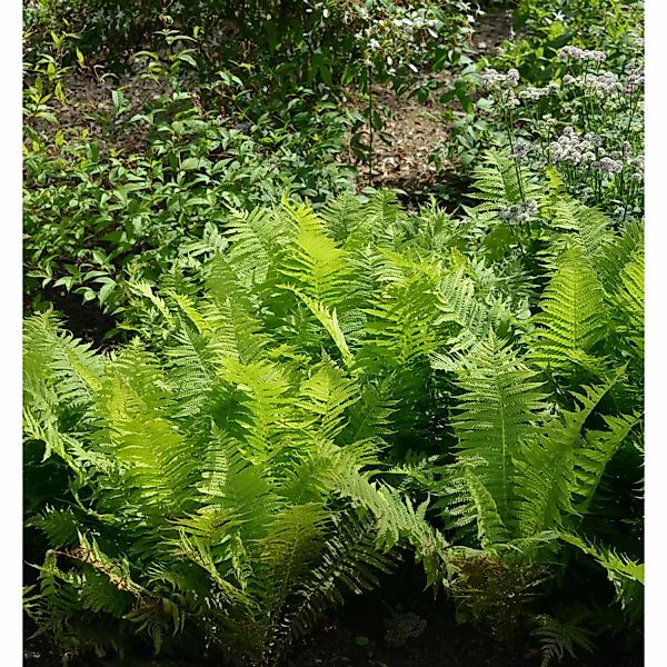 Tüpfelfran Whitlev Giant - Polypodium vulgare günstig online kaufen