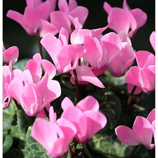 Herbst Alpenveilchen Ivy Ice Rose Shades - Cyclamen hederifolium günstig online kaufen