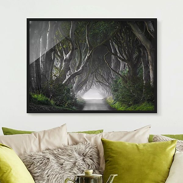 Bild mit Rahmen Natur & Landschaft - Querformat Wald in Nordirland günstig online kaufen