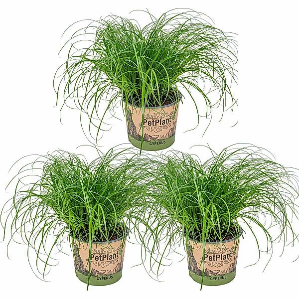 Casa Caron | Satz von 3 Cyperus Alternifolius Zumula günstig online kaufen