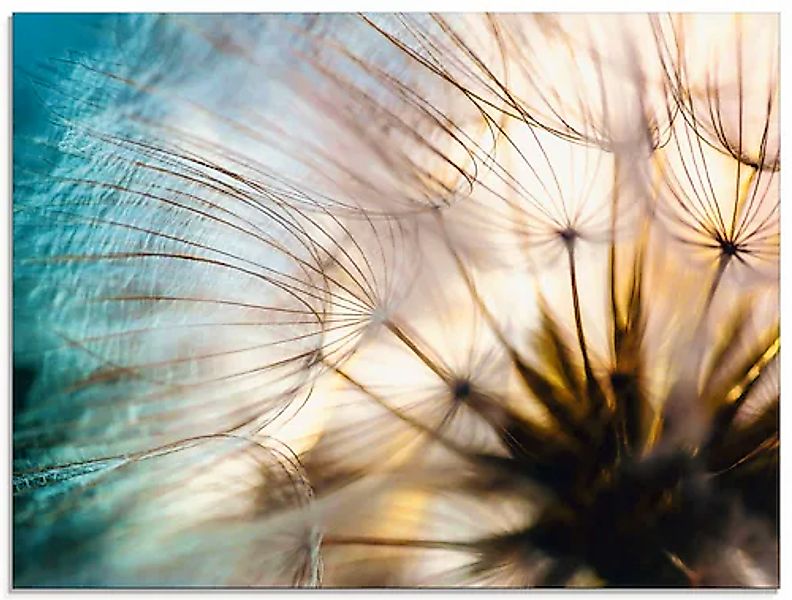 Artland Glasbild »Pusteblume Makro abstrakt« 1 Stk. tlg. in verschiedenen G günstig online kaufen