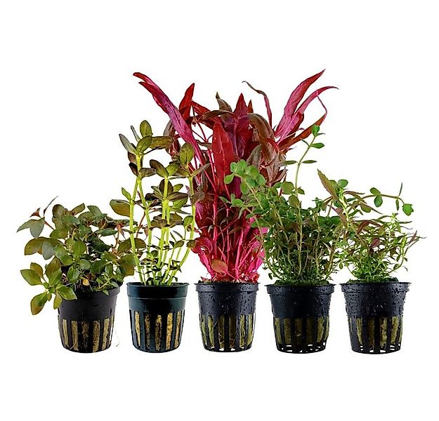 Aquaone Wasserpflanze 'Buntes' Set mit 5 Pflanzen Aquariumpflanzen Nr.214 günstig online kaufen