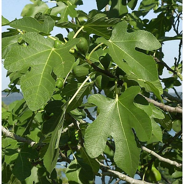 Hochstamm Feigenbaum Bornholms Diamant 40-60cm - Ficus carica günstig online kaufen