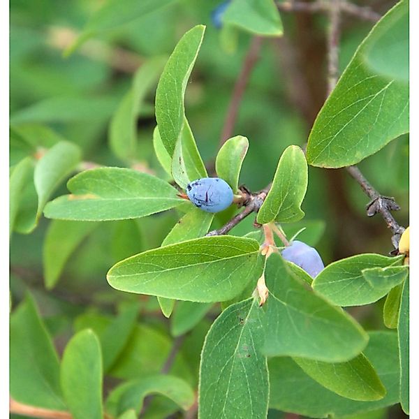 Blaue Heckenkirsche 60-80cm - Lonicera caerulea günstig online kaufen