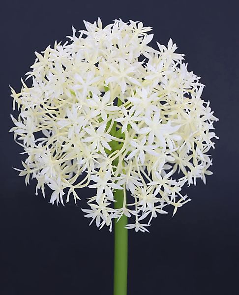 I.GE.A. Kunstblume "Allium Zierlauch", Stielblume künstliche Blumen, 2er Se günstig online kaufen
