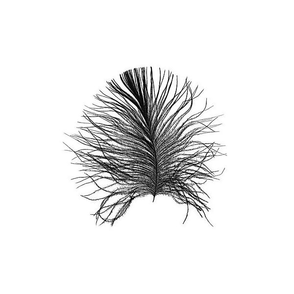 Komar Wandbild Feather White Feder B/L: ca. 30x40 cm günstig online kaufen