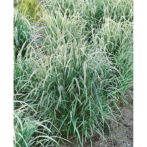 Arrhenatherum Elatius Ssp. Bulbosum Variegatum Ziergras Ca. 9x9 cm Topf günstig online kaufen