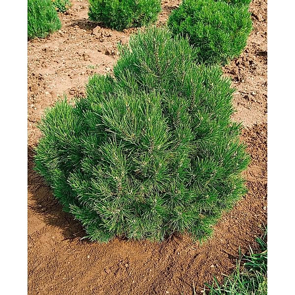 Pinus Mugo Allgäu Bergkiefer Kompakt 40 cm Stammhöhe günstig online kaufen