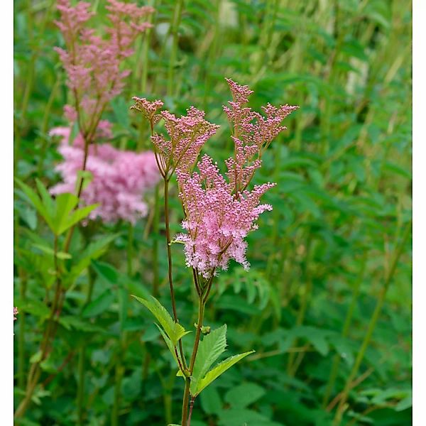 Scheinspiere Rubra - Filipendula palmata günstig online kaufen