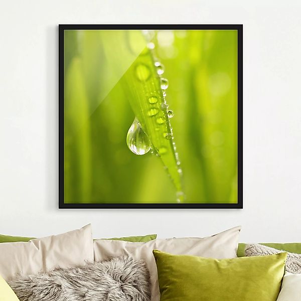 Bild mit Rahmen - Quadrat Morning Dew günstig online kaufen