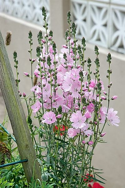 Pflanzen für Dich Staude Sidalcea malv. Elsie Heugh, 1 St., Rosenmalve günstig online kaufen