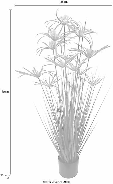 I.GE.A. Kunstpflanze "Zyperngras im Topf" günstig online kaufen