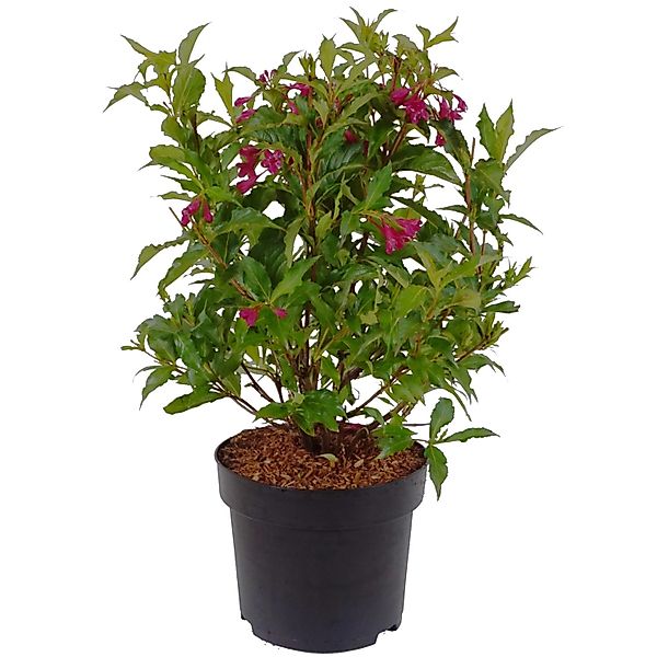 Weigelie Bristol Ruby Höhe ca. 60-80 cm Topf ca. 4,5 l Weigela günstig online kaufen