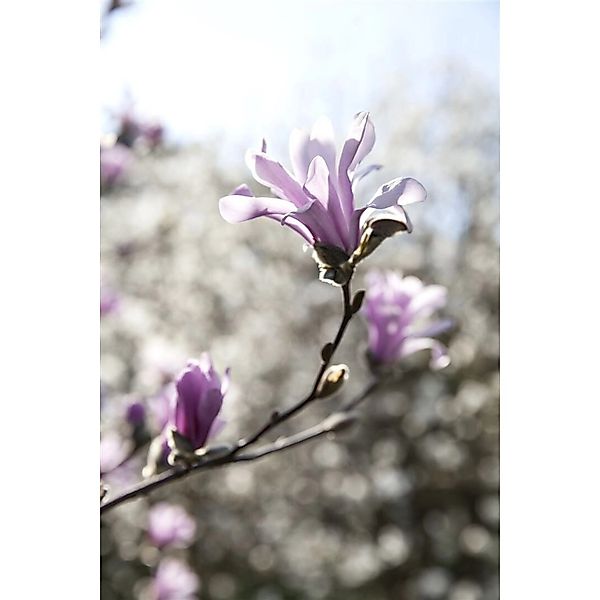 Magnolia Loebneri Leonard Messel Magnolie Rosa Blüten 150–175 cm günstig online kaufen