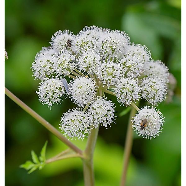 Wald-Engelwurz - Angelica sylvestris günstig online kaufen