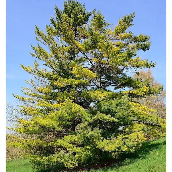 Weymouths Kiefer Seidenkiefer 40-60cm - Pinus strobus günstig online kaufen