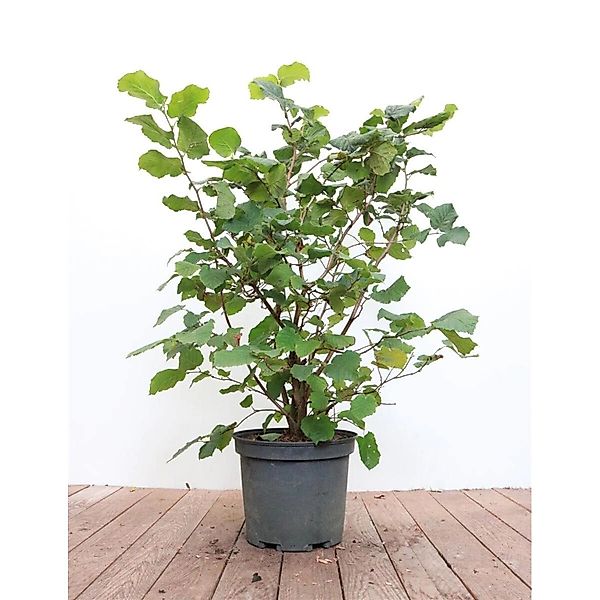 Corylus Avellana Haselnuss 40–60 cm günstig online kaufen