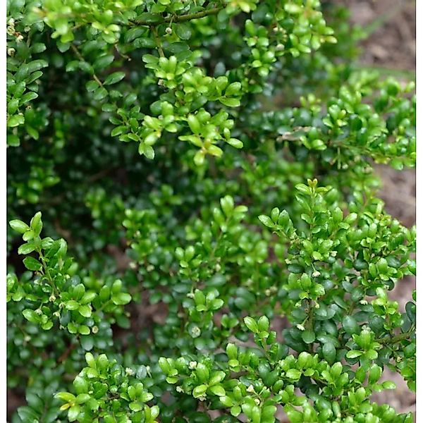 Japanische Stechpalme Ilex Green Hedge 100-125cm - ilex crenata günstig online kaufen