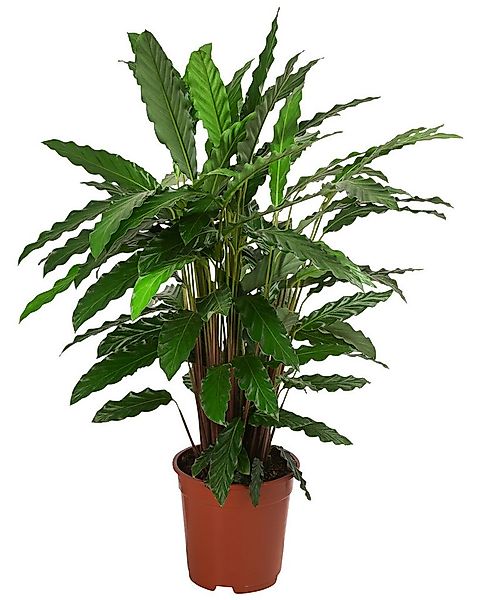 Dehner Zimmerpflanze Korbmarante Tropistar, Calathea, ca. 80-100 cm, Ø Topf günstig online kaufen