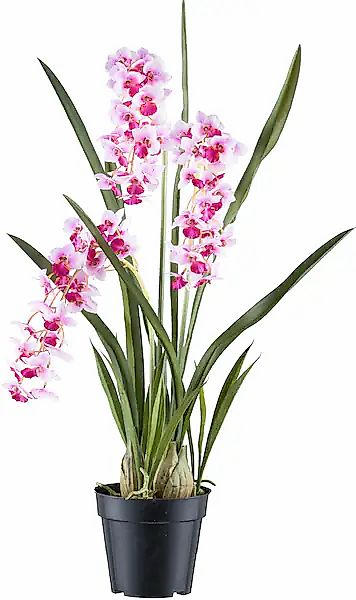 Creativ green Kunstorchidee »Orchidee Cymbidie orientalis«, mit zahlreichen günstig online kaufen