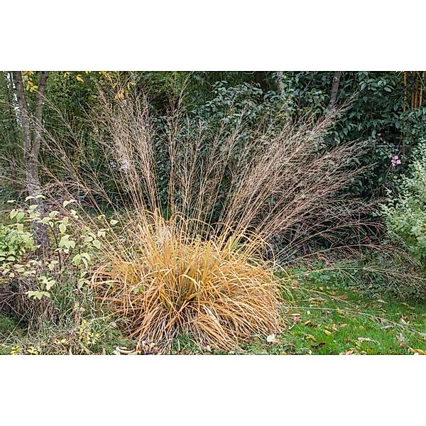 Molinia Arundinacea Fontäne Pfeifengras Ca. 11x11 cm Topf günstig online kaufen