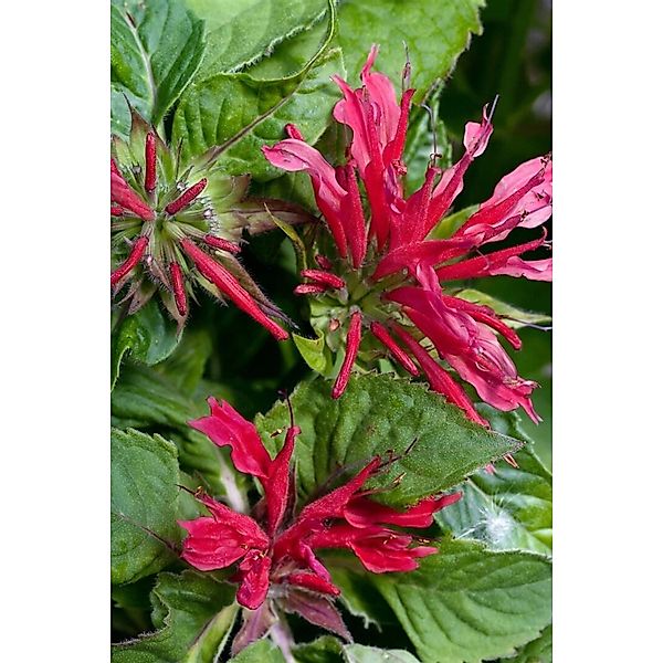 Monarda Didyma Pink Supreme R Indianernessel Ca. 11x11 cm Topf günstig online kaufen