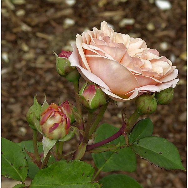 Englische Rose Charles Austin 30-60cm günstig online kaufen