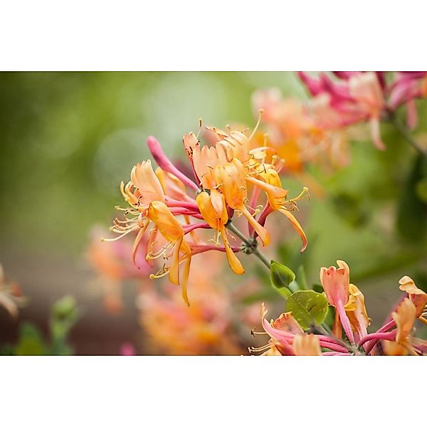 Lonicera Heckrottii America Beauty Geißblatt Rosa-Gelb 150–200 cm günstig online kaufen