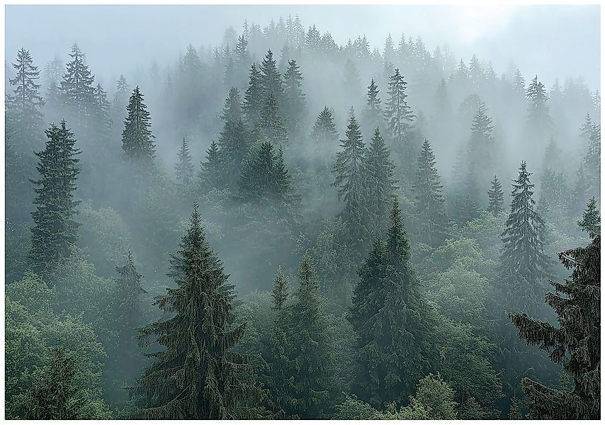 Wallarena Fototapete Wald Berge Nebel Vlies günstig online kaufen