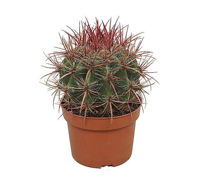Exotenherz Kaktus Roter Teufelszungen-Kaktus Ferocactus stainesii 12cm Topf günstig online kaufen