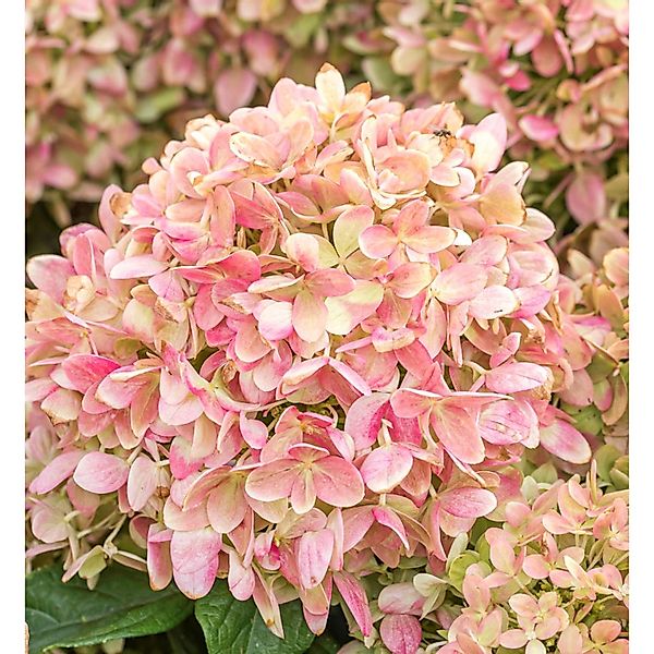 Rispenhortensie Candy Love 60-80cm - Hydrangea paniculata günstig online kaufen