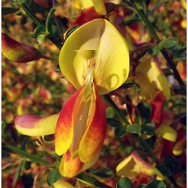 Edelginster Erlkönig 60-80cm - Cytisus scoparius günstig online kaufen