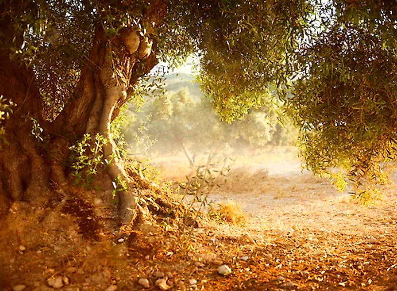 Papermoon Fototapete »Old Olive Tree« glatt günstig online kaufen