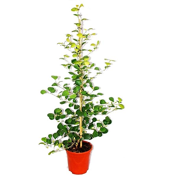 Exotenherz Mispelfeige Ficus Deltoidea 17cm Topf ca. 80cm Hoch günstig online kaufen