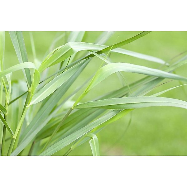 Panicum Virgatum Hänse Herms Rutenhirse Rot Ca. 9x9 cm Topf günstig online kaufen
