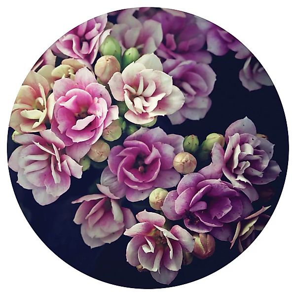 Euroart Glasbild Dark Flowers III 30x30 günstig online kaufen