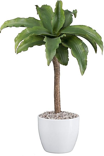 Kunstpflanze Agave Attenuata Farn, Creativ green, Höhe 35 cm, mit Kies günstig online kaufen